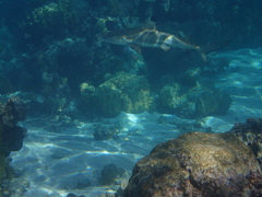 Carcharhinus melanopterus
