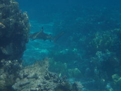 Carcharhinus melanopterus