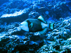 Balistoides viridescens