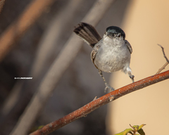 Polioptila californica