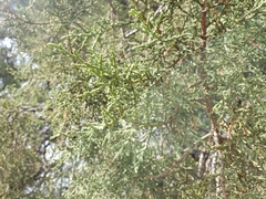 Juniperus deppeana