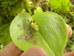 Pleurothallis