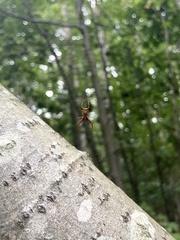 Micrathena