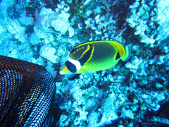 Chaetodon lunula