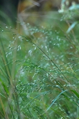 Poa nemoralis