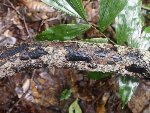 Biscogniauxia uniapiculata observed 2014-09-30