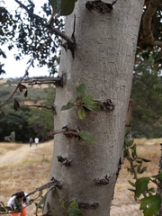 Crataegus mexicana