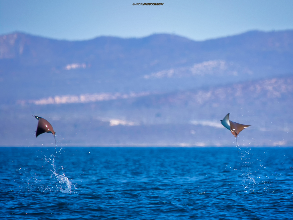Two Munk's devil rays leaping above the sea