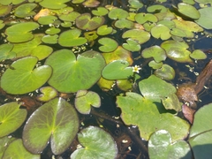 Nymphoides thunbergiana