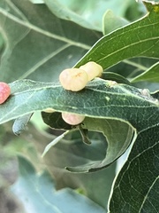 Xanthoteras eburneum