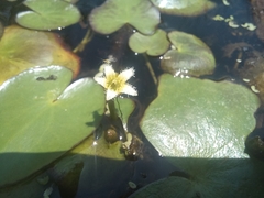 Nymphoides thunbergiana