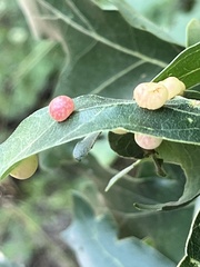 Xanthoteras eburneum