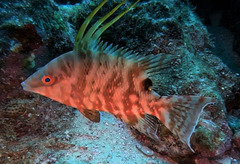 Lachnolaimus maximus