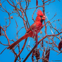 Cardinalis cardinalis igneus