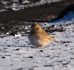 Alaudala heinei