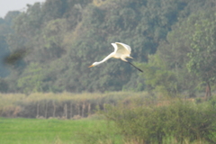 Ardeidae