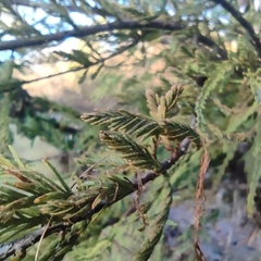 Taxodium mucronatum