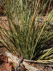 Asparagaceae