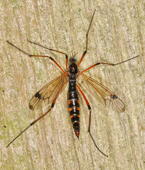 Dictenidia bimaculata