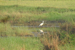 Ardeidae