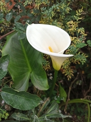 Zantedeschia aethiopica