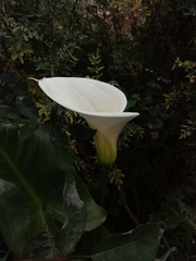 Zantedeschia aethiopica
