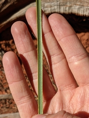 Asparagaceae