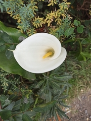 Zantedeschia aethiopica