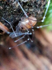 Mitostoma chrysomelas