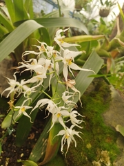 Oncidium cirrhosum