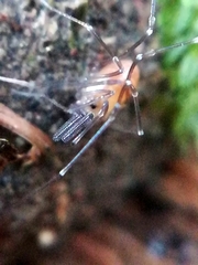 Mitostoma chrysomelas