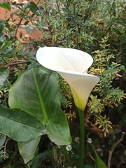 Zantedeschia aethiopica