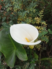 Zantedeschia aethiopica