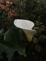 Zantedeschia aethiopica