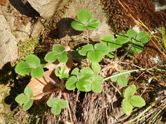 Potentilla micrantha
