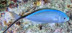 Caranx ruber