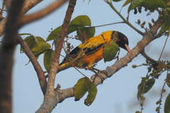 Oriolus xanthornus