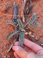 Astragalus mollissimus