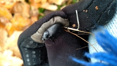 Pterostichus melanarius