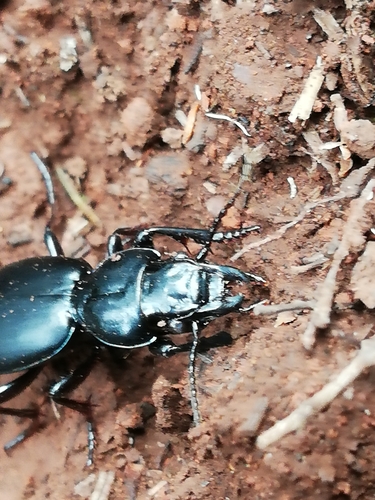 Broscus crassimargo