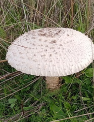 Saproamanita vittadinii