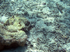 Novaculichthys taeniourus