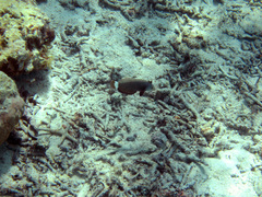Novaculichthys taeniourus