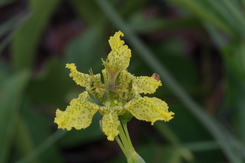 Ferraria welwitschii image