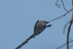 Muscicapa dauurica