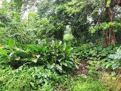 Heliconia latispatha