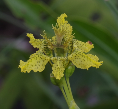 Ferraria image