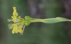 Ferraria welwitschii image