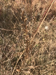 Liatris microcephala