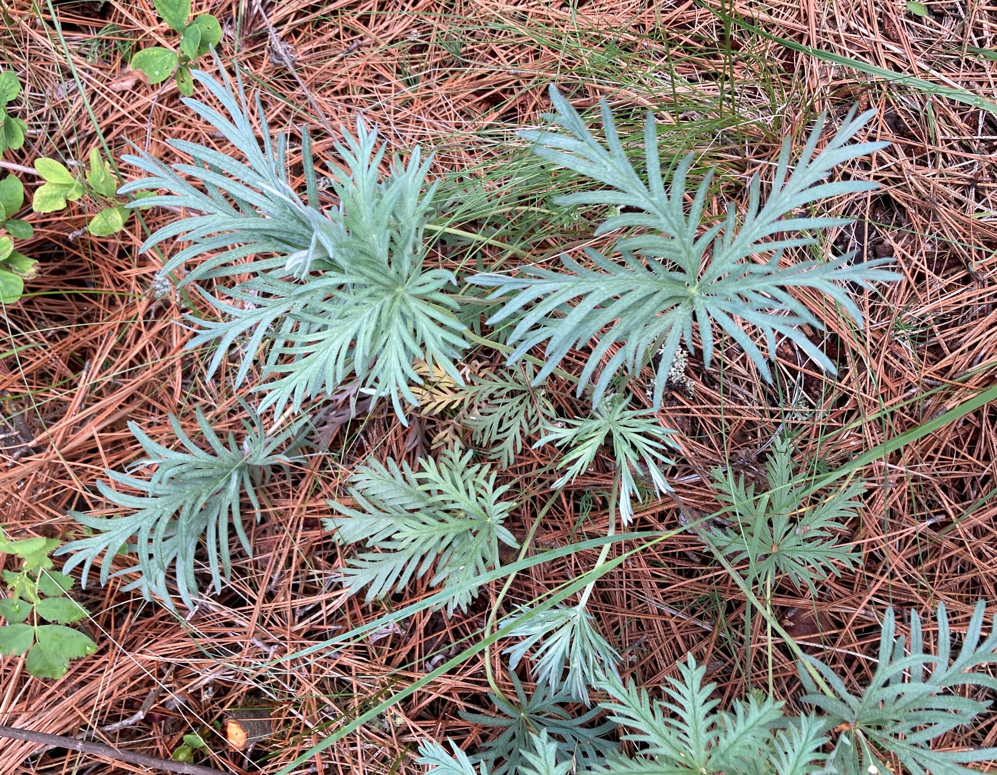 Potentilla gracilis var. flabelliformis
